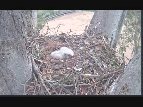 Hummingbird Visits Red-Tailed Hawk Chicks: San Diego, CA 3-30-15