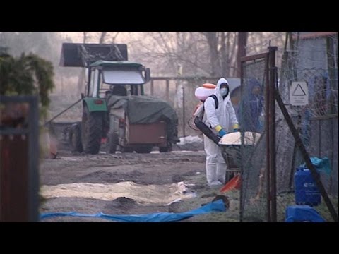 Polonia: tre nuovi casi di influenza aviaria