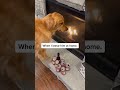 My dog is an attention magnet. #dog #goldenretriever