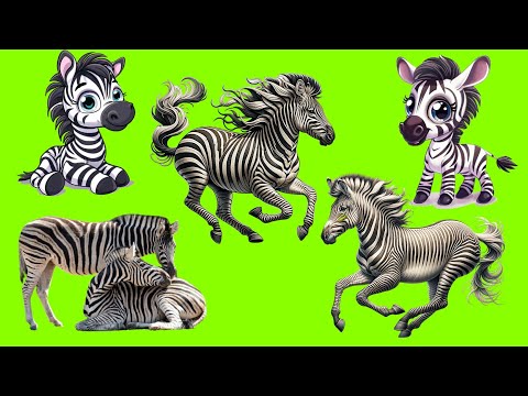 Shani the Zebra's incredible escape from ferocious crocodiles..