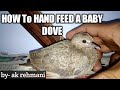 how to hand feed baby dove