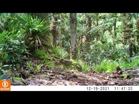 Registro en fototrampeo de Fauna Silvestre de Pitalito Huila - Synallaxis unirufa
