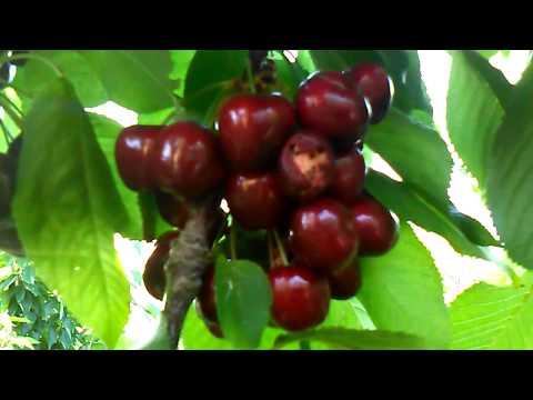 CHERRY TREE IN LESVOS ISLAND - VAN OR LAPEN?  EPISODE 2