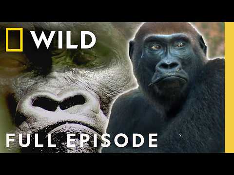 Clash of Kings (Full Episode) | Kingdom of the Apes | Nat Geo Animals