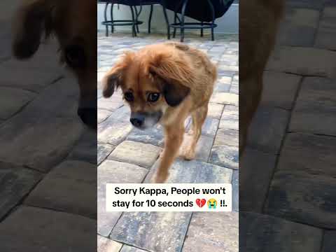 For any help consider donating link in bio to save a stray life in Los Angeles#usashorts#save