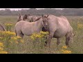 Konikpaarden maken plaats voor runderen in gebied naast Oostvaardersplassen