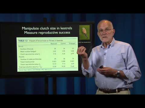 Evolutionary Thinking: Adaptation - Why It Is Problematic and How to Recognize It