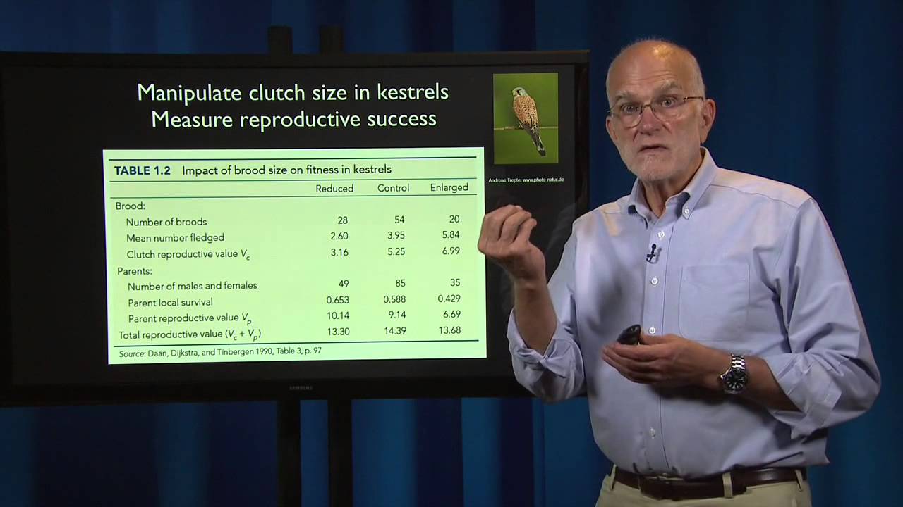 Evolutionary Thinking: Adaptation - Why It Is Problematic and How to Recognize It