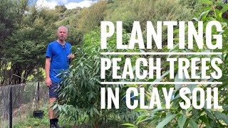 Planting Peach Trees in Clay Soil || Hectare Homesteader