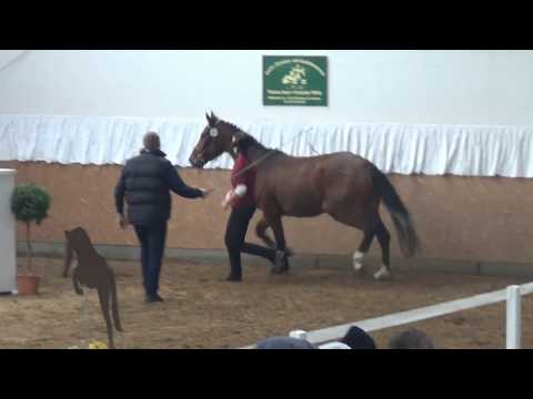 Araldik-Ramiro´s Match filly * 2014 for sale