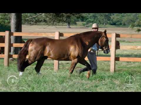 35 Vaquero da Várzea Cesar