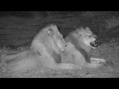 Djuma: Lions-two Avoca males along with two Hippos and Hyena-Pt:2 - 20:15 - 10/10/19
