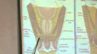 Dr Ahmed El Zeiny Pelvis 5 (Perineum) part2