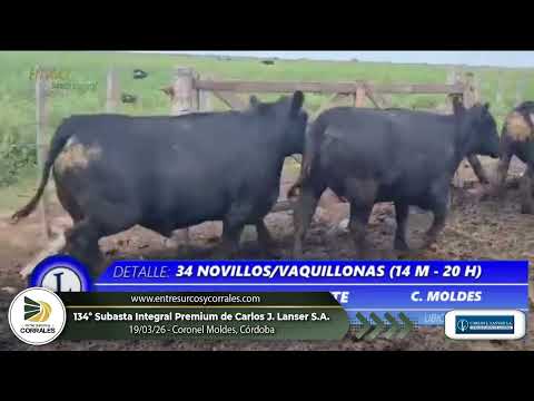 19-03-26 - 134º Subasta Integral Premium de Carlos J. Lanser - Coronel Moldes, Córdoba