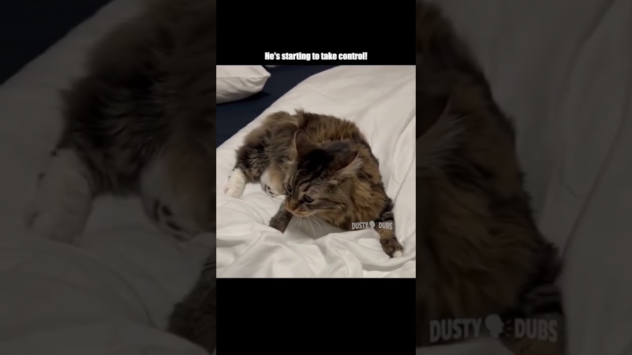 possessed cat 👹🙀🐎 (🎥: seeminglyabsurd TikTok/IG), #shorts