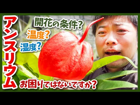 アンスリウムが一番嫌いなものは何ですか?培養シート  庭園
