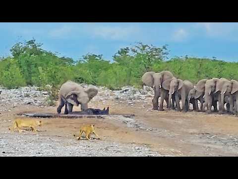 Elephants Try Saving Stuck Rhino from Hungry Lions