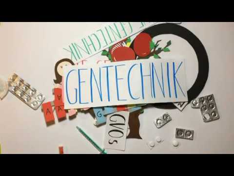 Wie werden gentechnisch veränderte Organismen hergestellt? GVOs von Lena und Helen