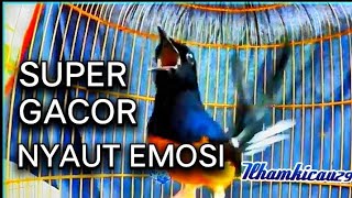 Download lagu Cukup Sekali Pancing, Murai Batu Anda Bakal Langsung Emosi! Pancingan burung murai batu gacor mp3