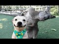 Medazelli TikTok Compilation Rxckstxr Compilation Animal Voiceovers