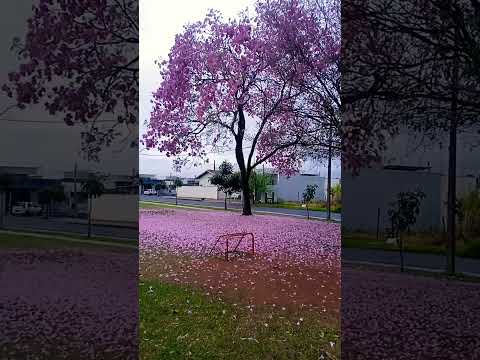 Paranavaí Cidade Poesia PR