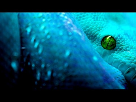 Swedish House Mafia vs Garmiani vs ANG - Viper One (MAD MAT Mashup)