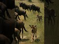 Wildebeest Calf And The Hidden Cheetah National Geographic Style Wildlife Animals Nature