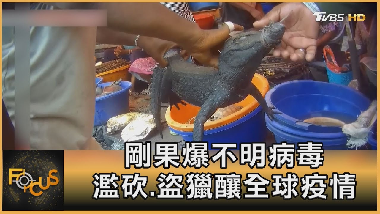 剛果爆新不明病毒　濫砍.盜獵傳染病激增元凶