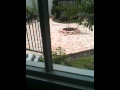 Tuxedo Cat Sees A Bird
