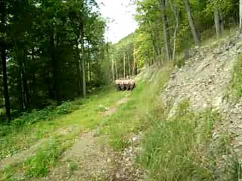 Bundesheer-Jagdkommando Feldwoche Schlegelmühle