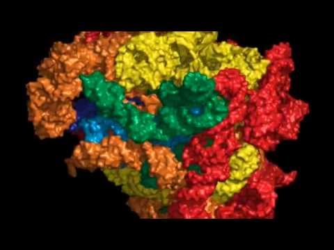 The Origins and Evolution of the Ribosome