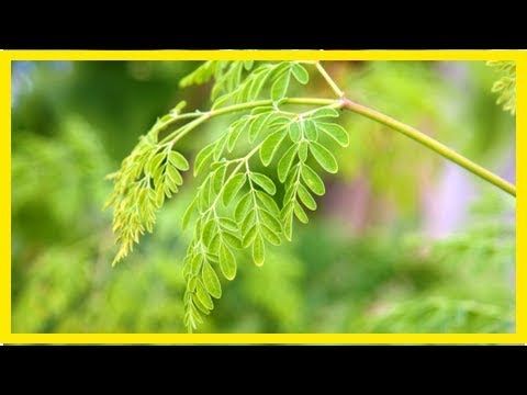 Moringa: Wie gesund ist der Wunderbaum?