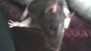 The Day The Sun Died