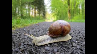 Two Dutch Brothers and their trip to Santiago de Compostela 2015