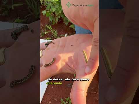 Como identificar lagarta spodoptera eridania, frugiperda e albula