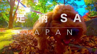 犬散歩: EXPASA足柄サービスエリア