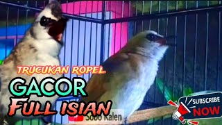 Download lagu ISIAN MELIMPAH trucukan gacor ropel isian terbaik untuk masteran mp3