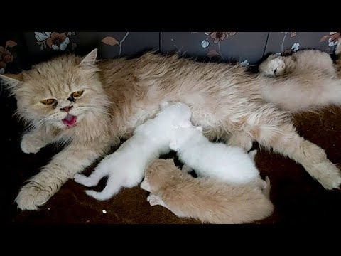 Punch Face Foster Mother Cat Adopted Six New Born Orphan Kittens