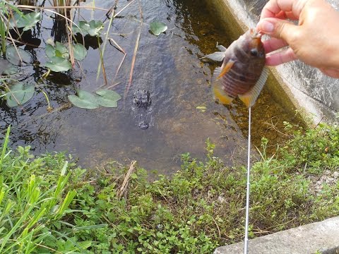 Black Acara Cichlid Fishing with Penfishingrods.com