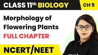 Morphology of Flowering Plants - Full Chapter Explanation | Class 11 Biology Chapter 5 | NCERT/NEET