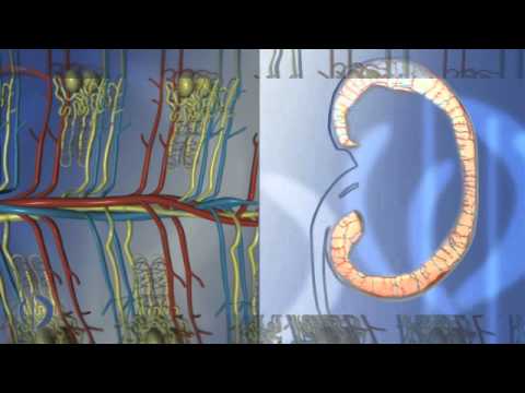 Informationsfilm für Patienten - Aufbau und Funktion der Nieren