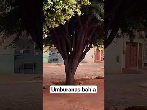 umburanas Bahia