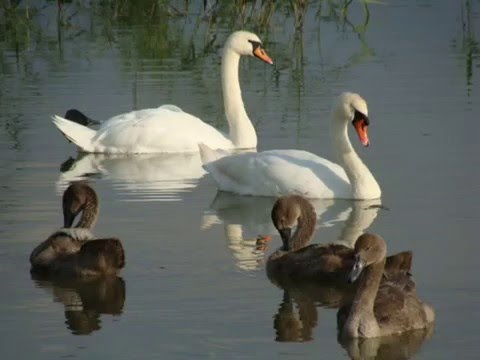 Zmyśleni Grzegorz Tomczak i Lena Piękniewska