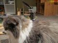 My Cat On Sodor 200th Video
