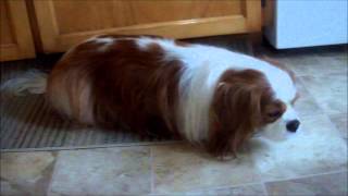 NOT CONFIRMED- Just symptoms of Syringomyelia in the Cavalier  Jaydin DeHaven, Born Jan 8 2012