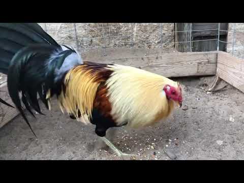 GOLDEN MONKEY SWEATER