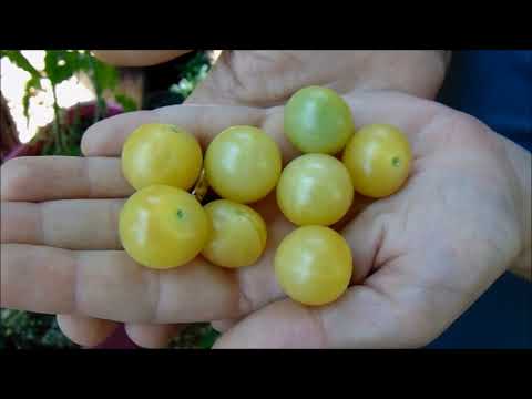 Tomato Tester: Blue Cream Cherry(Mild Snack)!