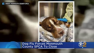 Dog Flu Forces Monmouth County SPCA To Close