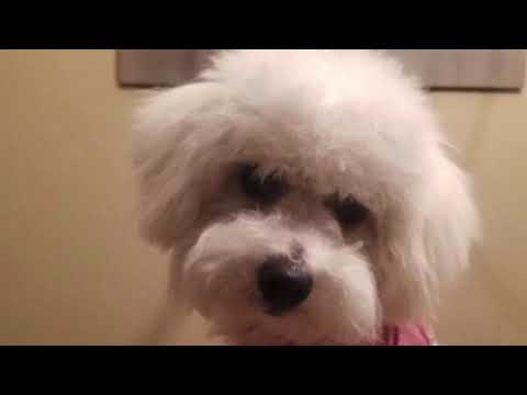 Sky’s Delivery (Bichon Frise)