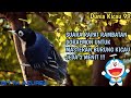 SUARA BURUNG RAMBATAN DORAEMON DI JEDA 2 MENIT UNTUK MASTERAN